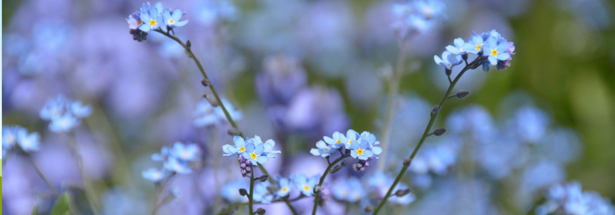 6 anuais ou bienais de grande beleza que florescem em meia-sombra