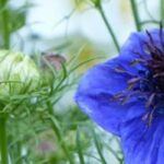 5 plantas anuais para um jardim florido na primavera