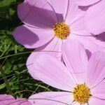Plantas anuais com flores cor-de-rosa: suavidade e frescura no jardim!