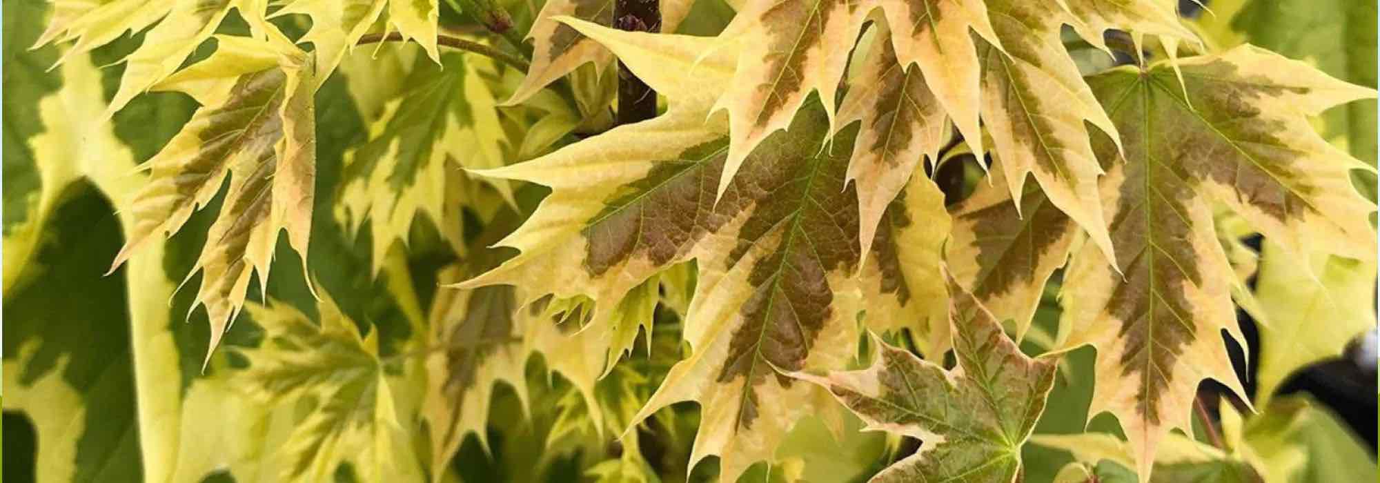 7 árvores de folhagem variegada para um jardim deslumbrante