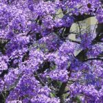 5 belas ideias de combinações com a Paulownia