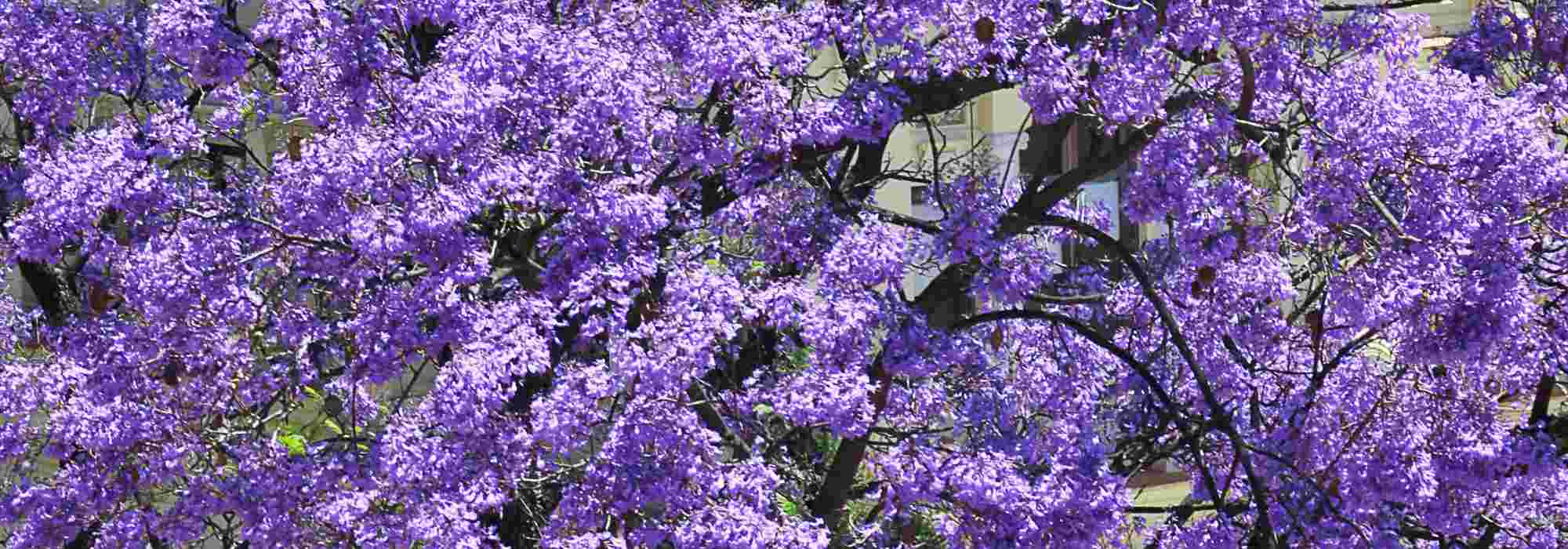 5 belas ideias de combinações com a Paulownia