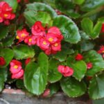 Cultivar a begónia em vaso para uma floração espetacular
