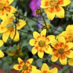 Cultivar o picão em vaso para obter flores deslumbrantes