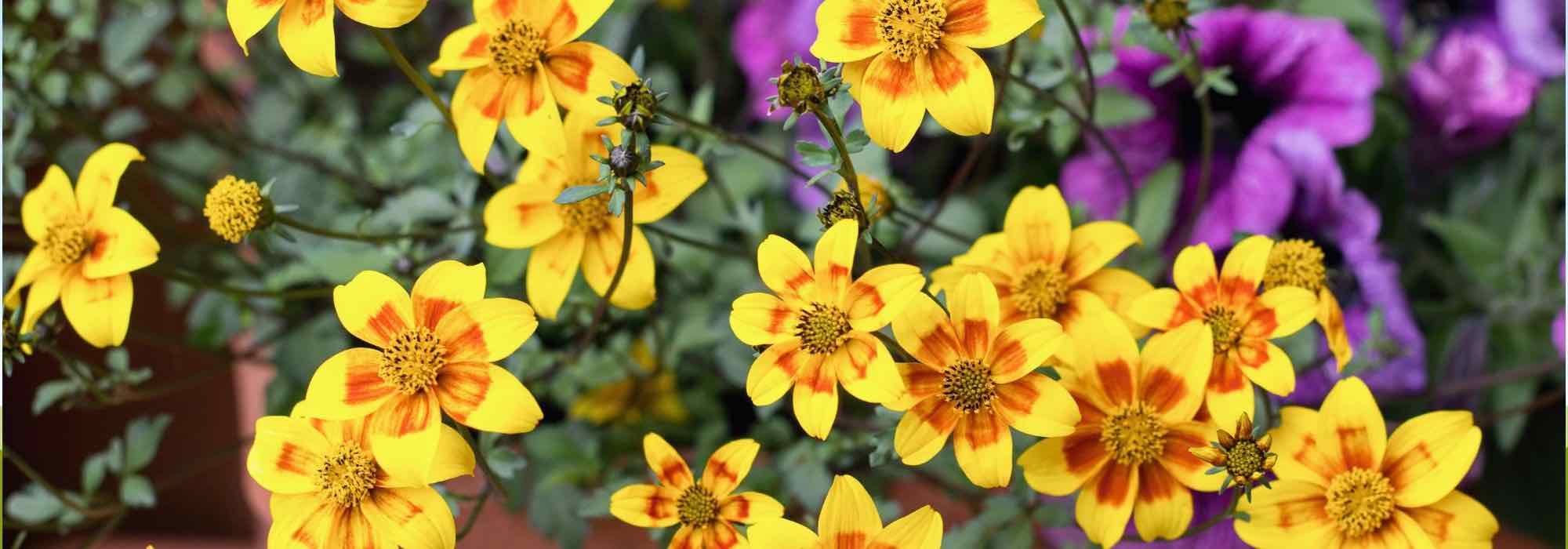 Cultivar o picão em vaso para obter flores deslumbrantes