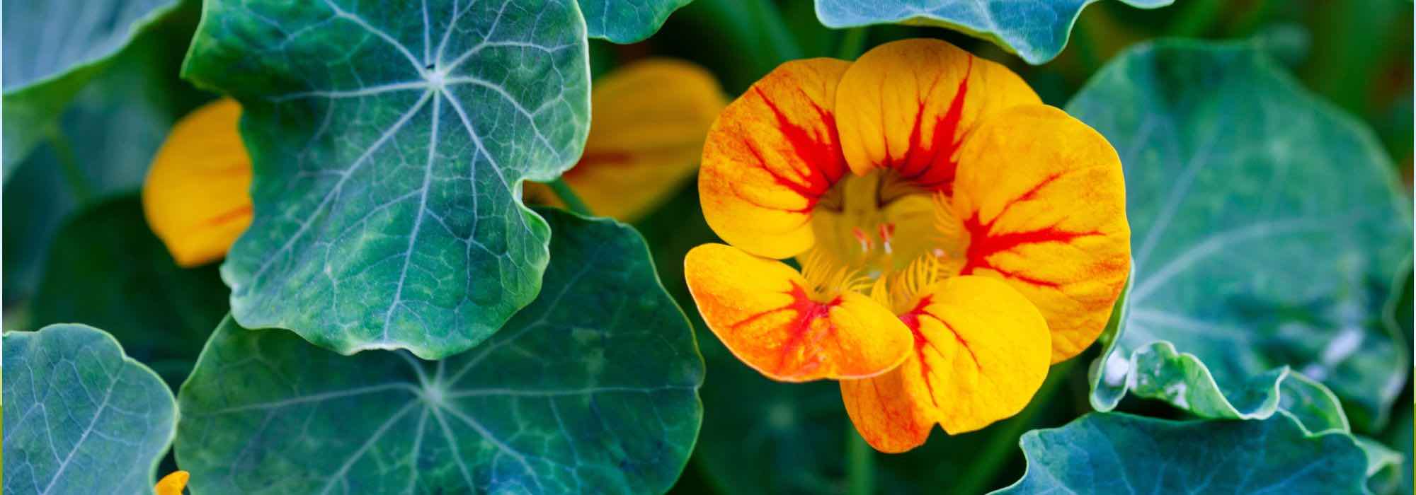 Cultive a capuchinha em vaso, para obter uma floração abundante!