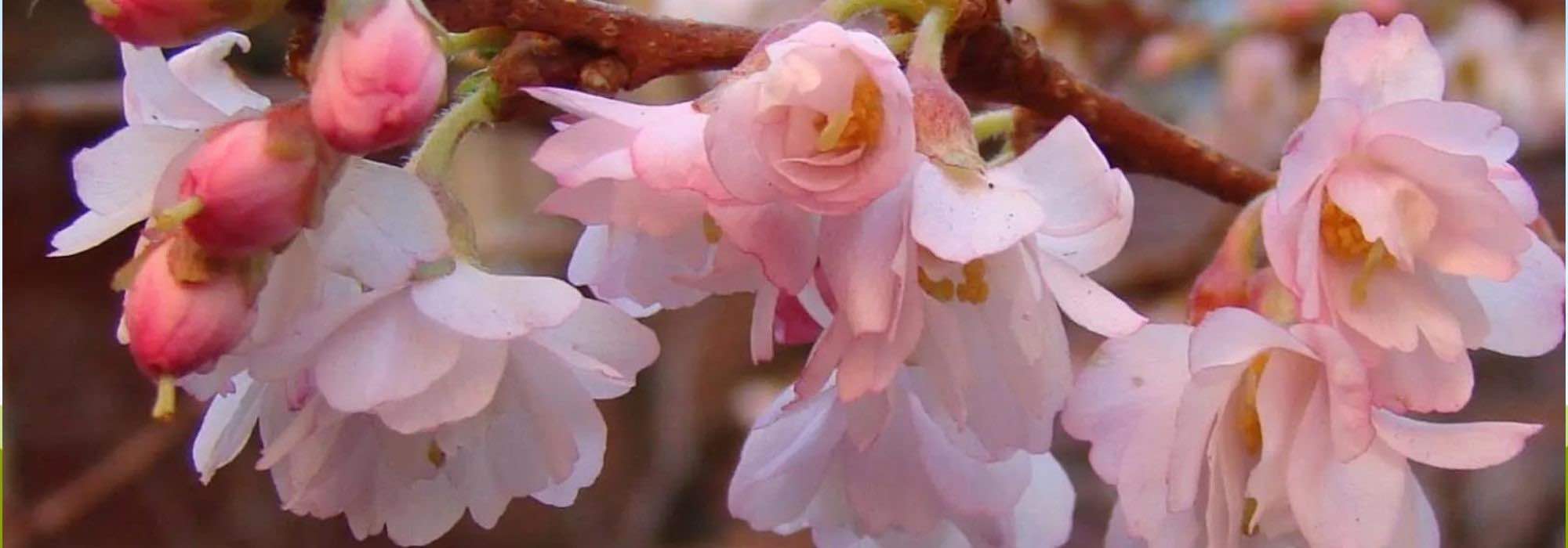 Como escolher bem uma cerejeira ornamental?