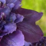 7 clematites de flores dobradas para uma floração espetacular