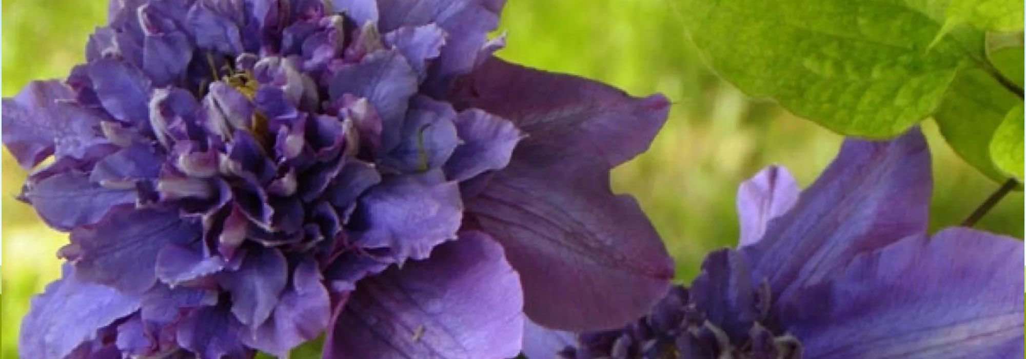 7 clematites de flores dobradas para uma floração espetacular