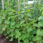 Pepino na horta: como cultivá-lo na vertical?