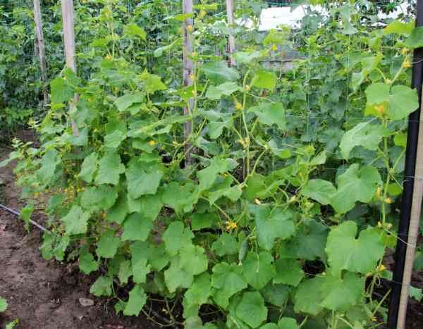 Pepino na horta: como cultivá-lo na vertical?
