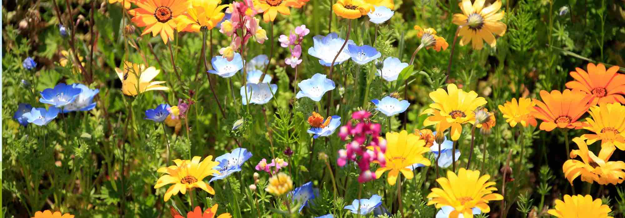 E se criasse um jardim de flores de corte inspirado nas explorações florícolas?