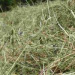 O feno: a solução natural para uma horta produtiva