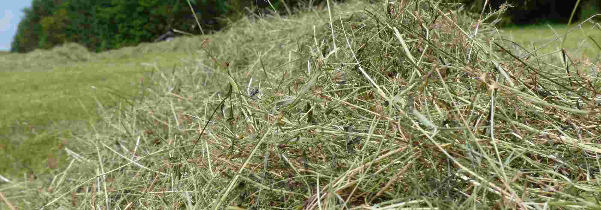 O feno: a solução natural para uma horta produtiva