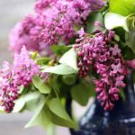 Lilases perfumados: como forçar a floração para obter ramos de flores inebriantes?