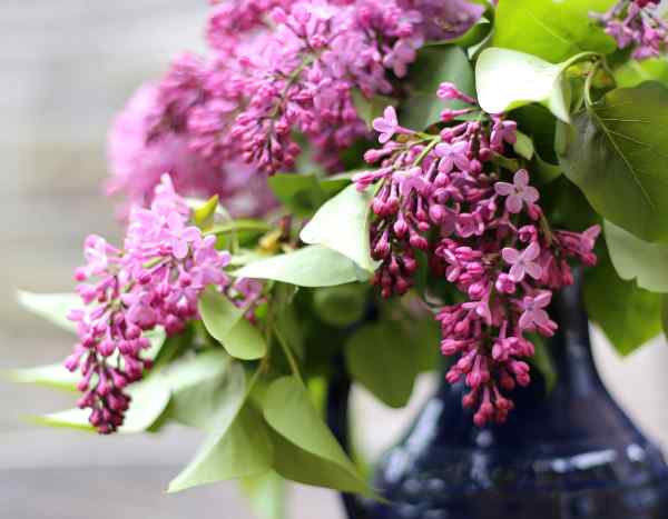 Lilases perfumados: como forçar a floração para obter ramos de flores inebriantes?