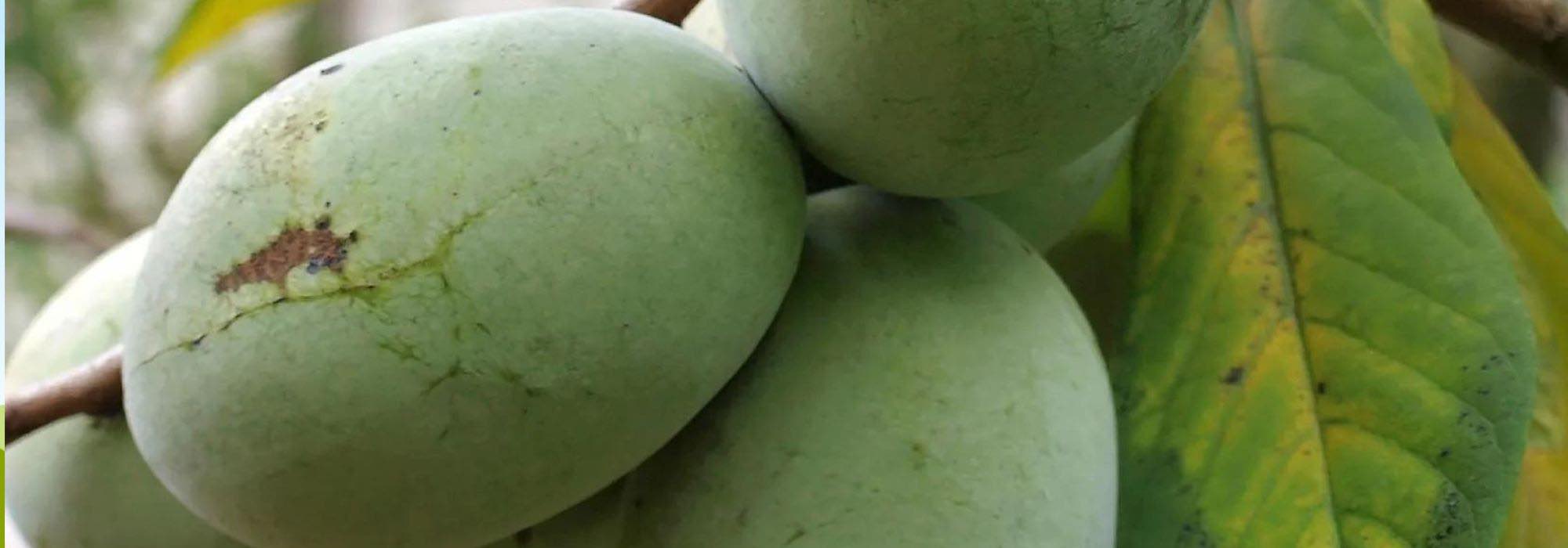 Floresta comestível: 7 fruteiras originais e rústicas
