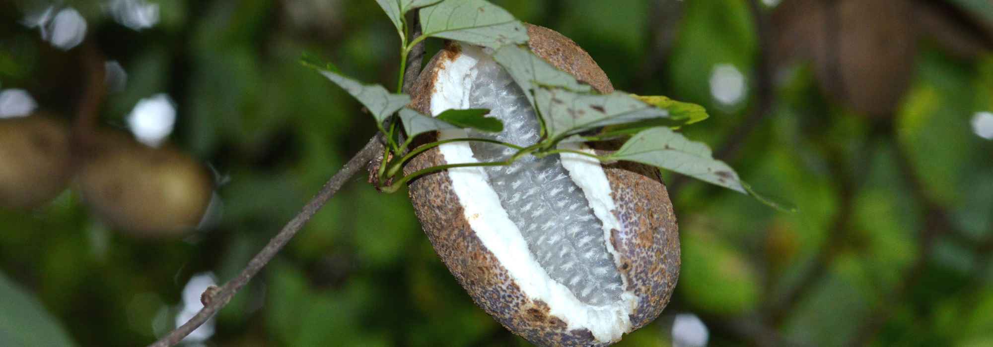 A trepadeira-chocolate e os seus frutos comestíveis: um tesouro pouco conhecido