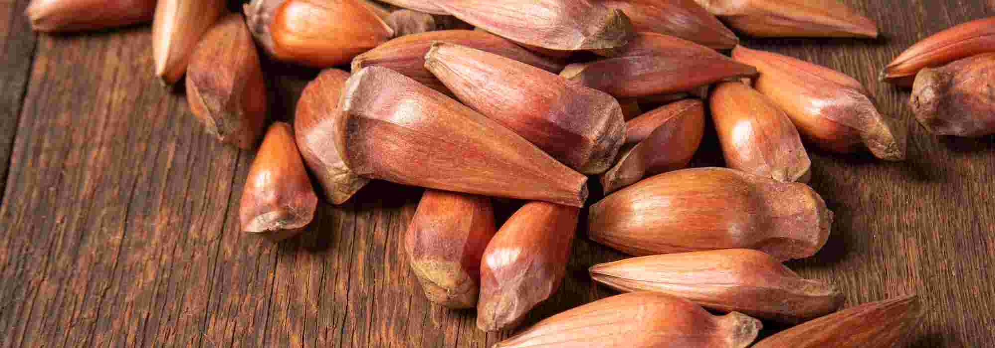 A Araucaria: descubra esta conífera com sementes comestíveis