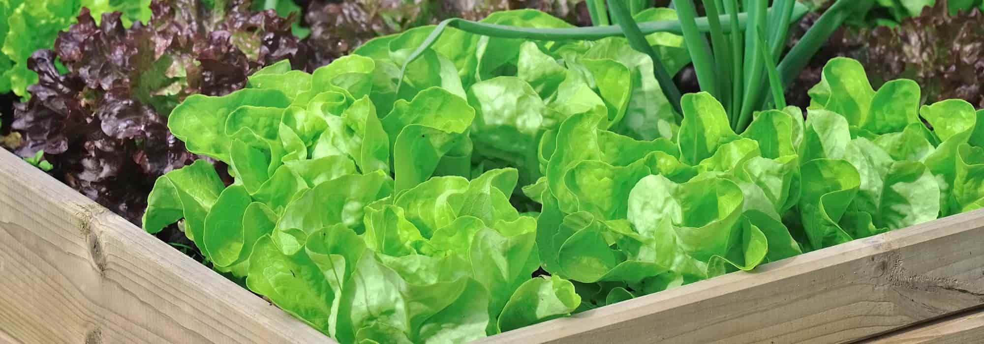 As 8 melhores plantas companheiras para as saladas