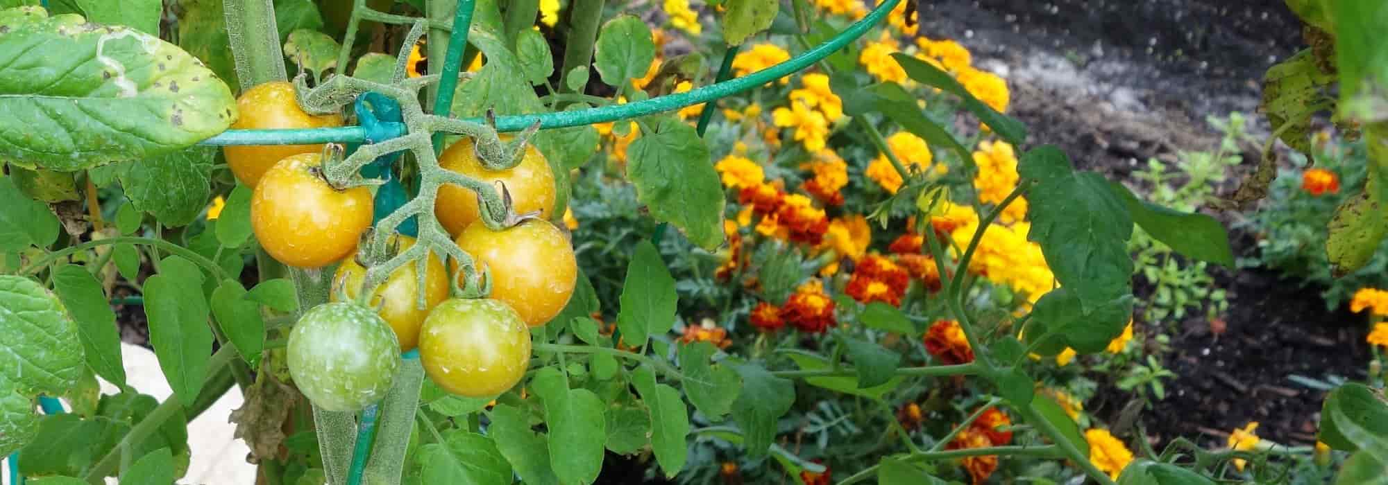 As 10 melhores plantas companheiras para os tomates