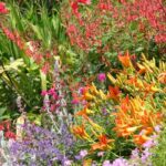 7 dicas económicas para ter um jardim bonito com um orçamento reduzido