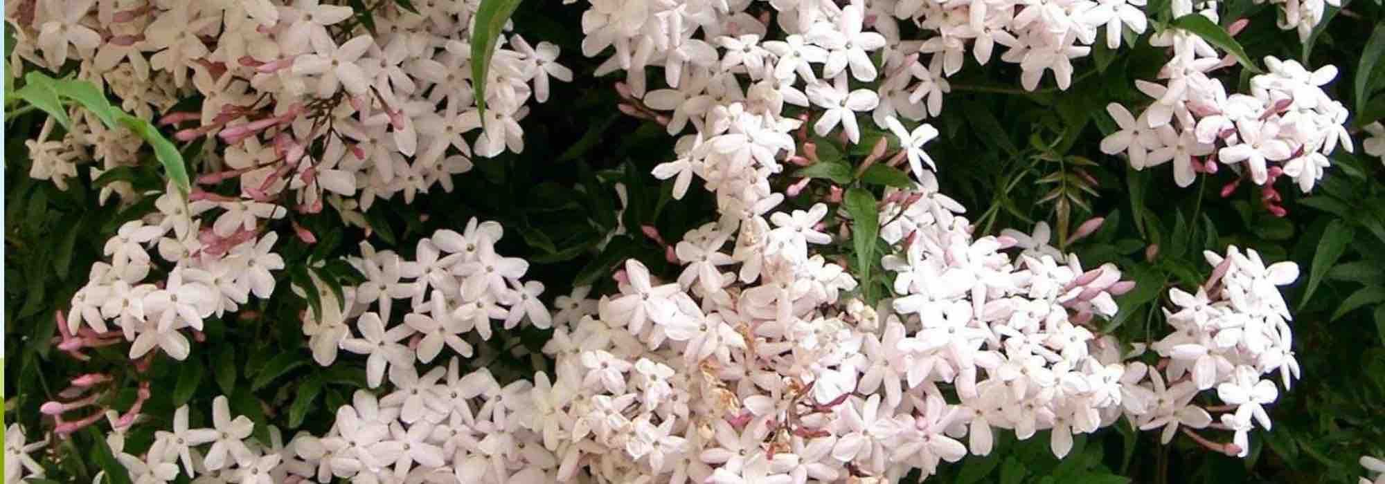 Jasmins perfumados: descubra as fragrâncias mais envolventes!