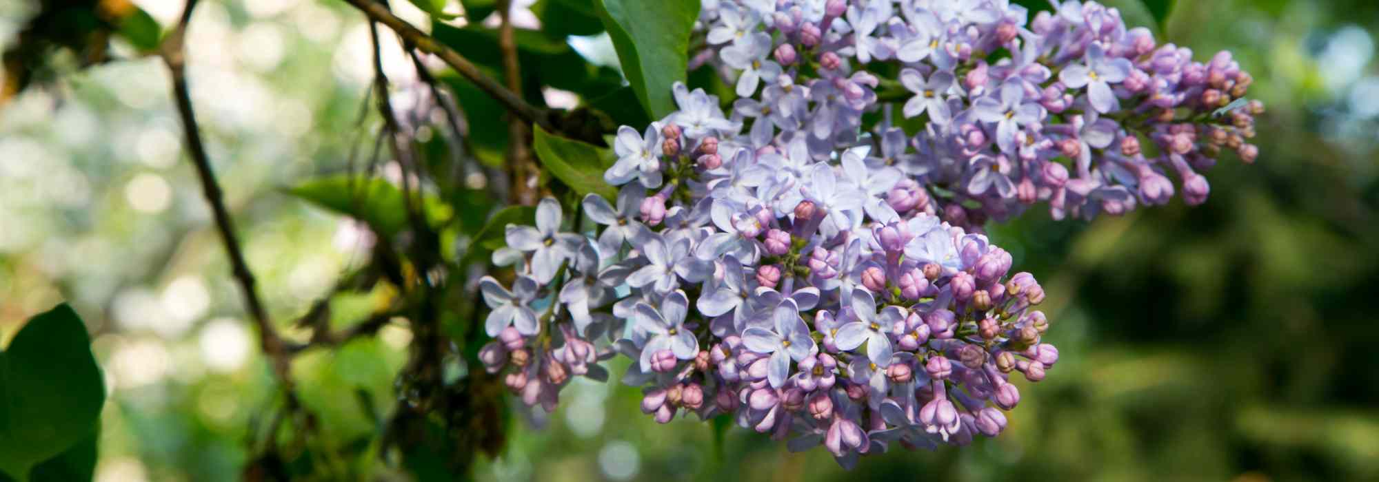 Lilás - lilás: as variedades mais perfumadas