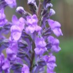 Cultivar linárias em vaso: elegância e verticalidade de uma flor campestre
