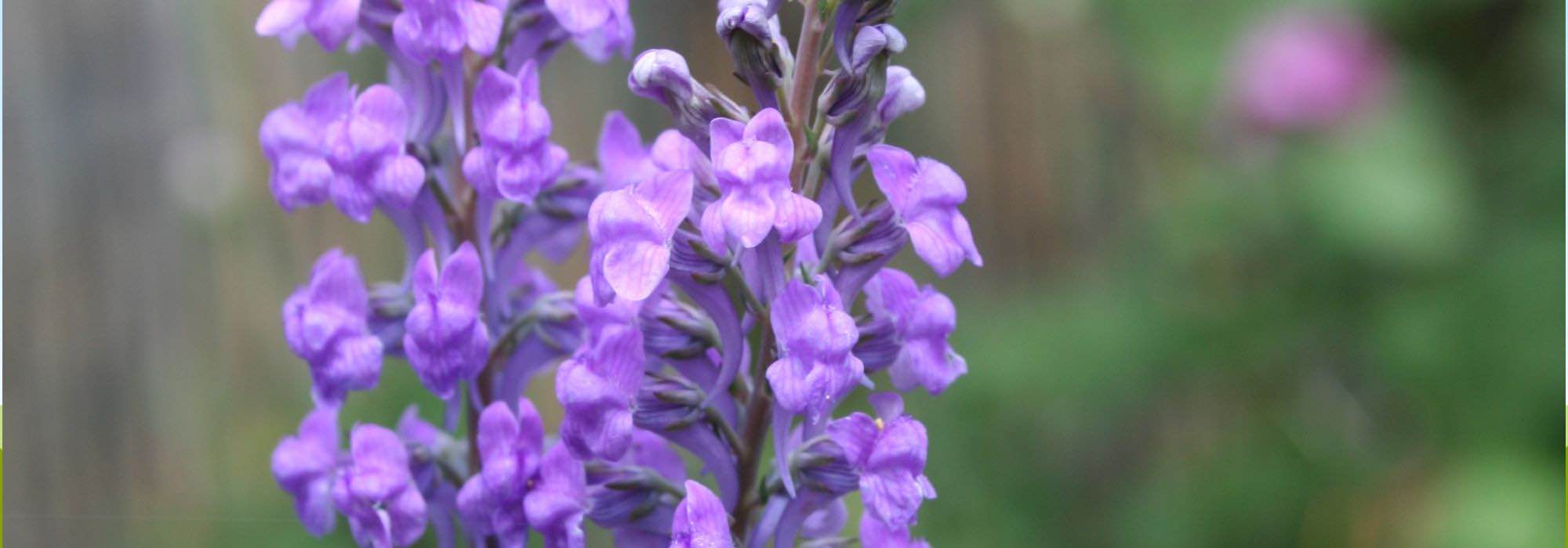 Cultivar linárias em vaso: elegância e verticalidade de uma flor campestre