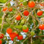 Lycium barbarum: que variedade escolher para saborear bagas goji?