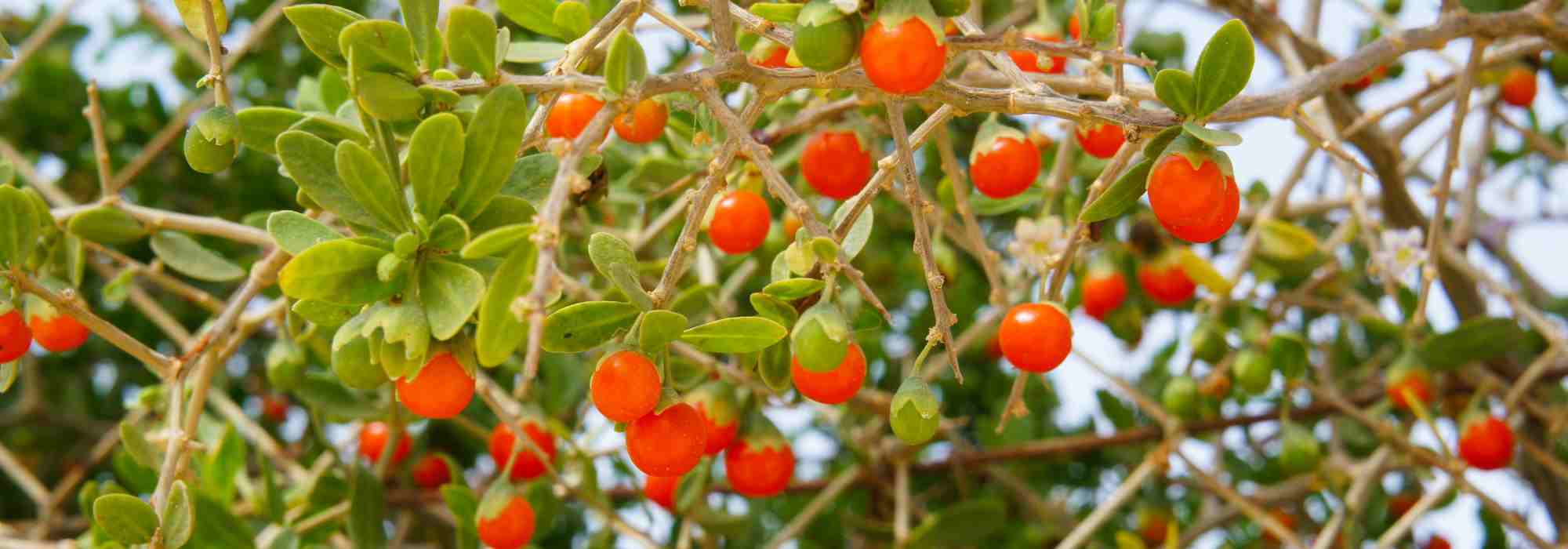 Lycium barbarum: que variedade escolher para saborear bagas goji?