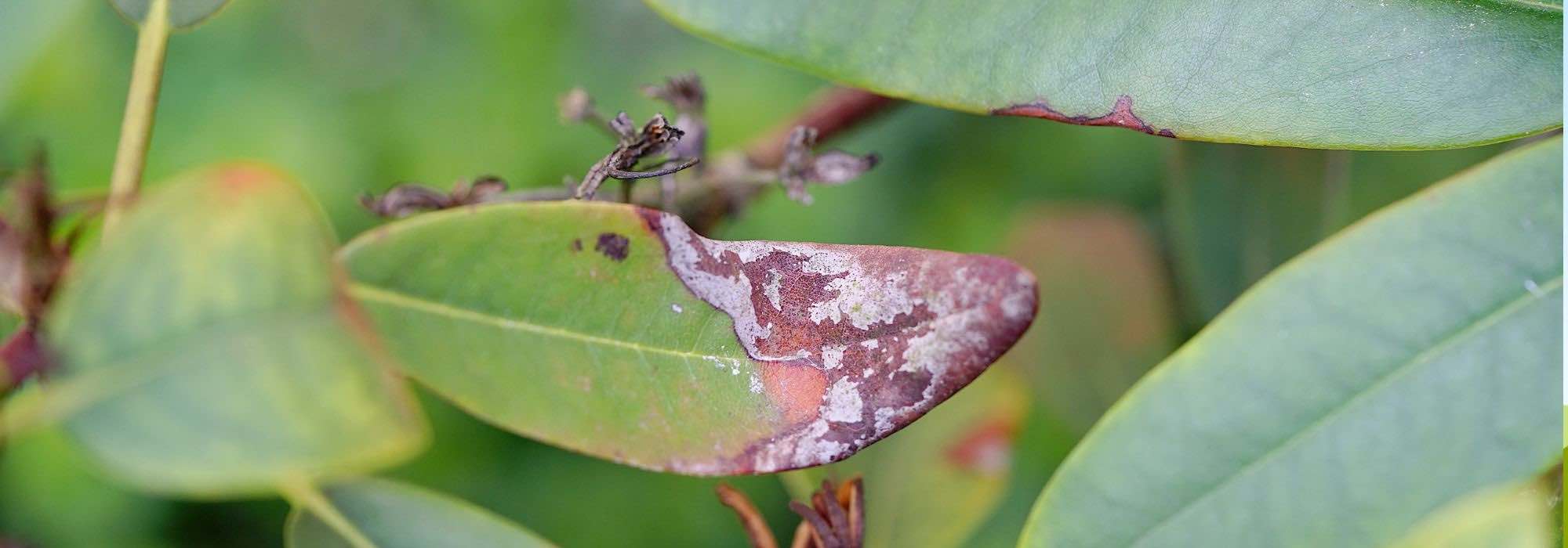 Doenças e pragas do rododendro