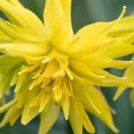 Narcisos de flores dobradas: 9 variedades para uma primavera deslumbrante