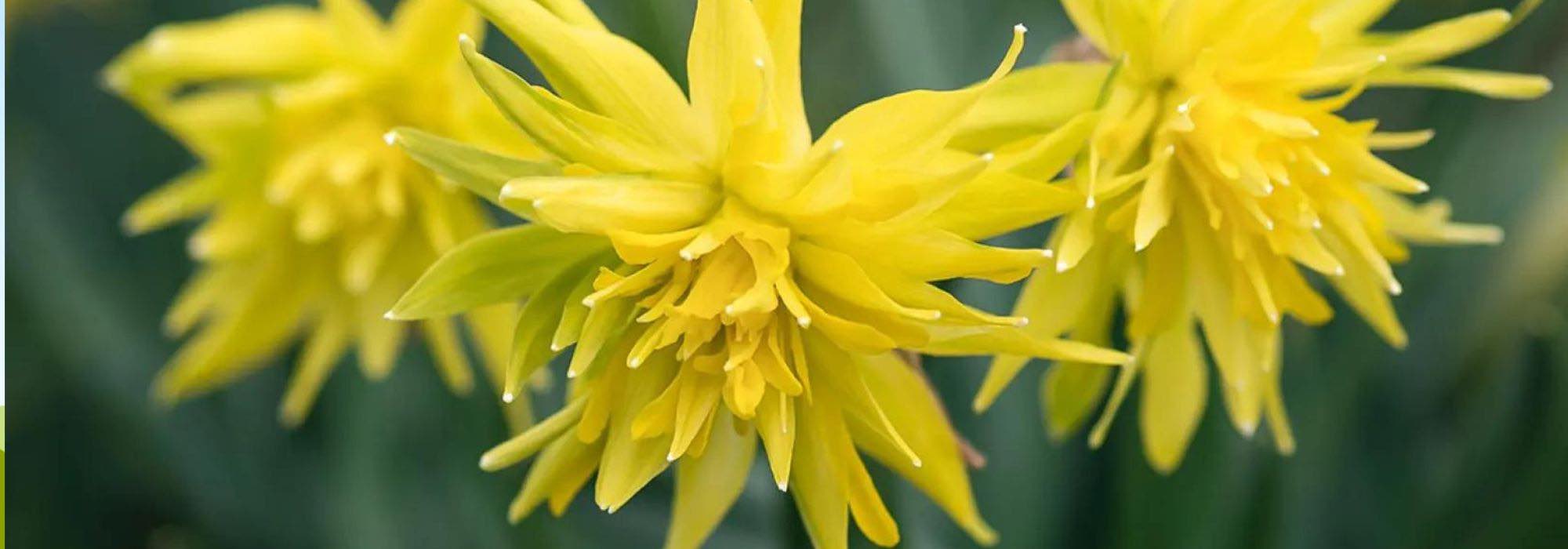 Narcisos de flores dobradas: 9 variedades para uma primavera deslumbrante