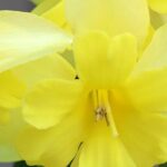 Os melhores narcisos de flores de orquídea para alegrar o seu jardim