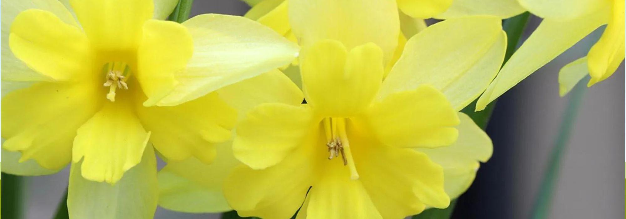 Os melhores narcisos de flores de orquídea para alegrar o seu jardim