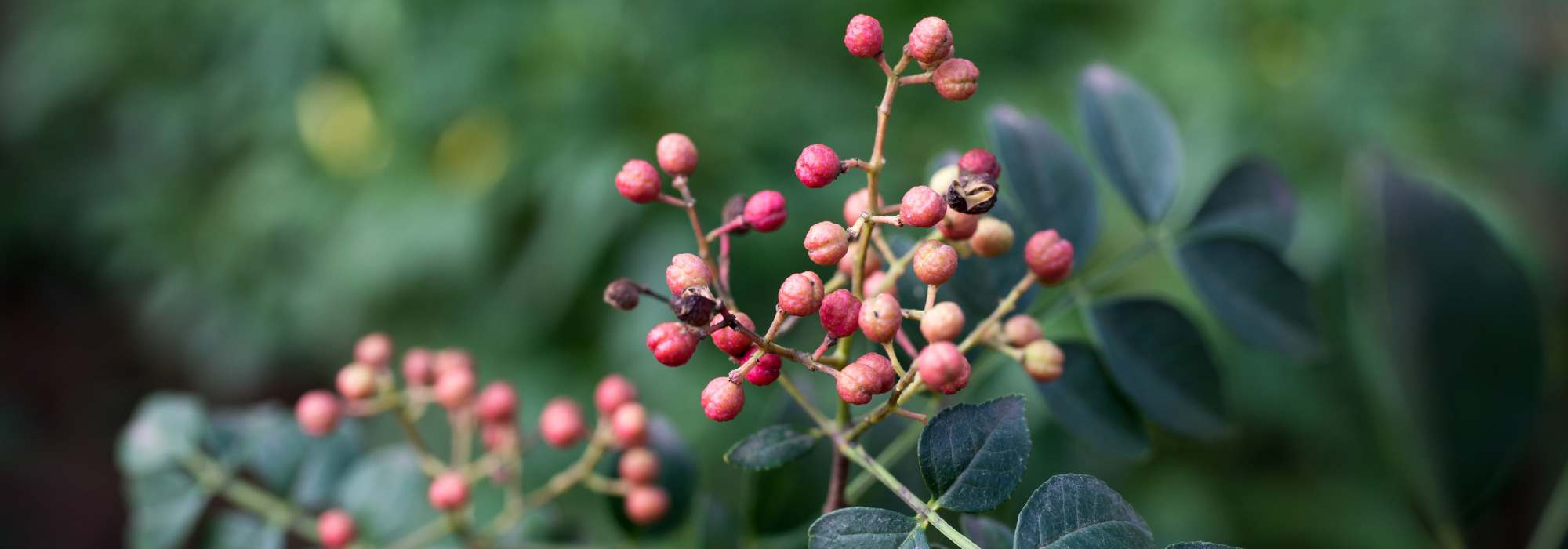 Escolher a pimenteira ideal para o seu jardim: o nosso guia de compra completo