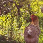 Galinhas no jardim: o guia prático para uma convivência bem-sucedida