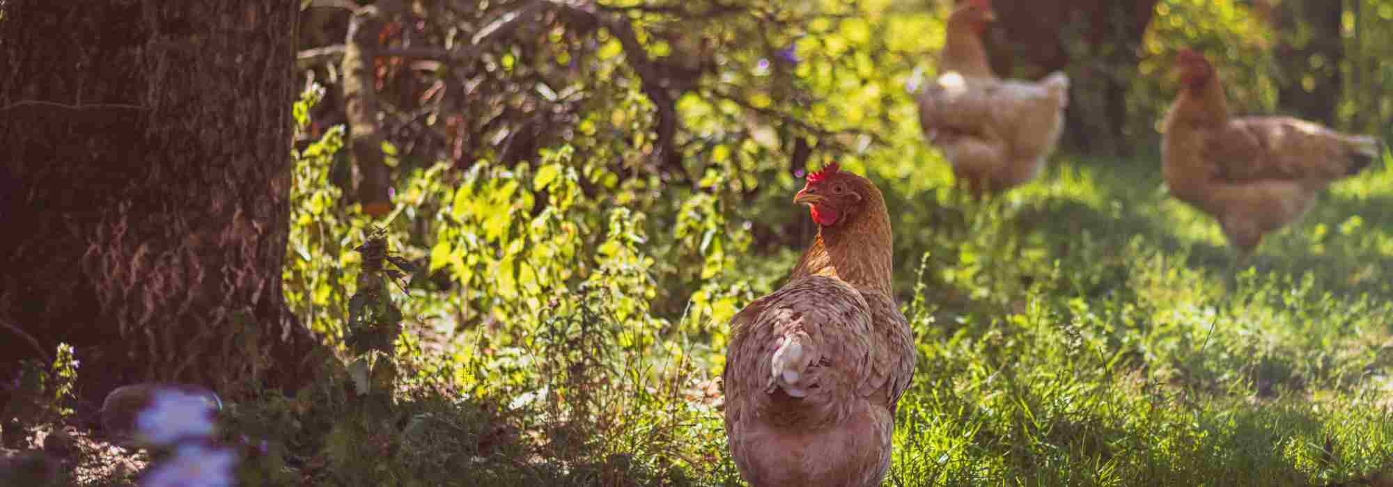 Galinhas no jardim: o guia prático para uma convivência bem-sucedida