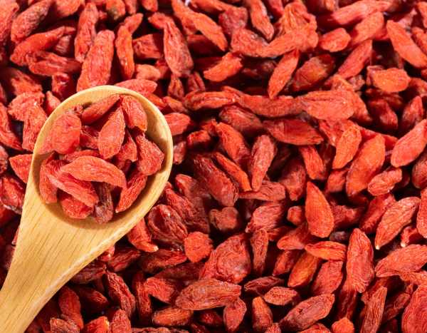 Colha e conserve os seus goji: um tesouro de vitaminas ao alcance da mão