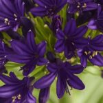 Valorizam a excelência das plantas: descodificação dos selos e prémios de horticultura
