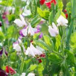Cultivar ervilhas-de-cheiro com sucesso: da sementeira aos cuidados