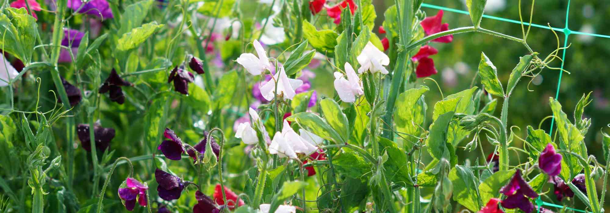 Cultivar ervilhas-de-cheiro com sucesso: da sementeira aos cuidados