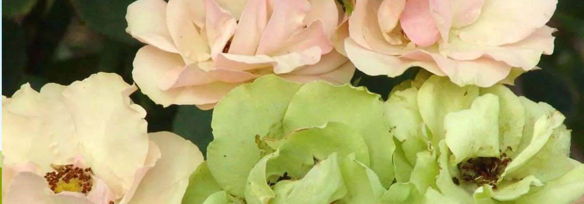 Acrescente um toque de originalidade ao seu jardim com estas 7 rosas invulgares