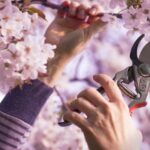 Como podar uma cerejeira-do-japão?