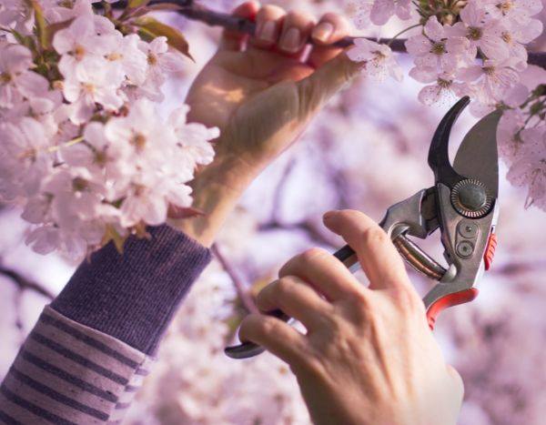 Como podar uma cerejeira-do-japão?