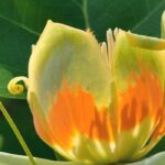 Doenças e pragas do tulipeiro-da-Virgínia