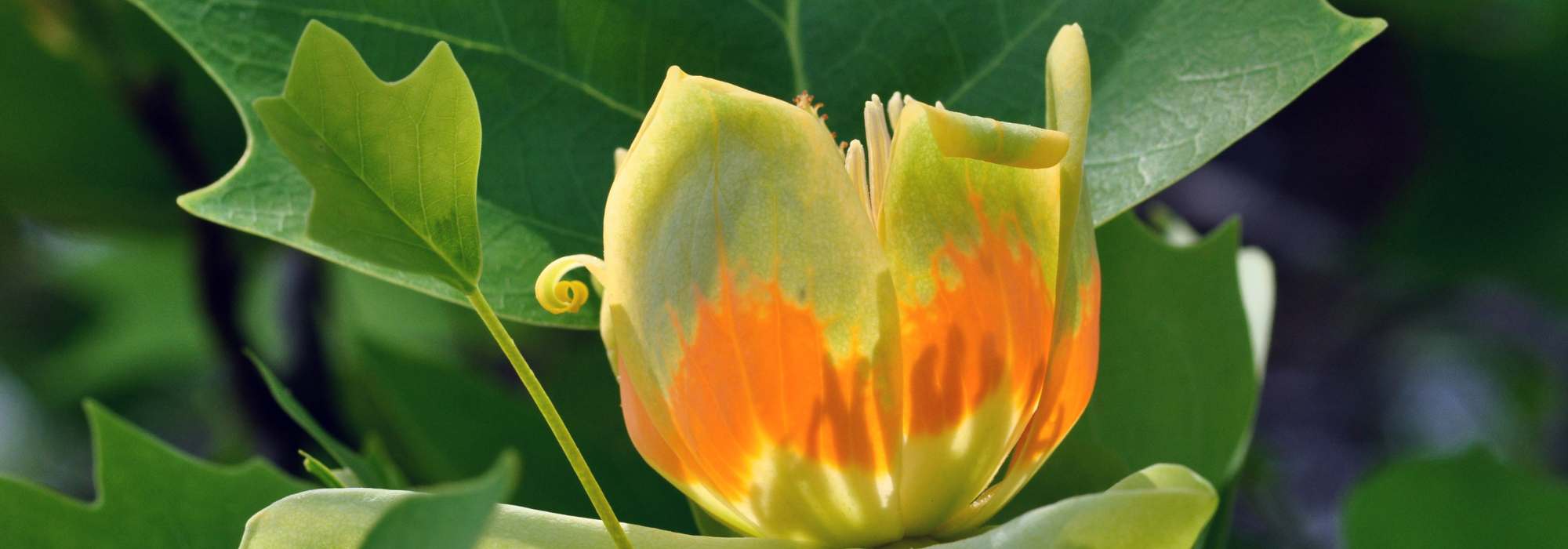Doenças e pragas do tulipeiro-da-Virgínia