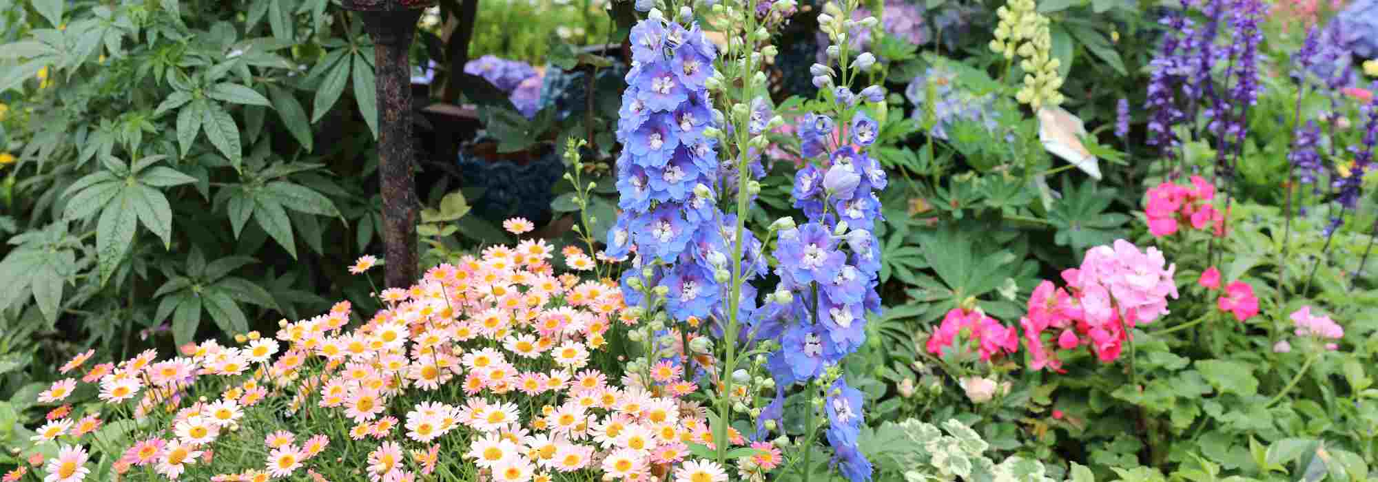 Plantas perenes gratuitas: dê um novo impulso ao seu jardim sem gastar um cêntimo